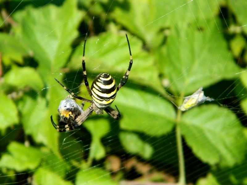 Argiope bruennichi incarta la spesa - Viadana (MN)